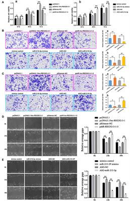 Frontiers | lnc-REG3G-3-1/miR-215-3p Promotes Brain Metastasis of 